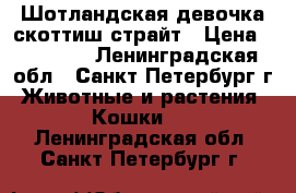 Шотландская девочка скоттиш страйт › Цена ­ 10 000 - Ленинградская обл., Санкт-Петербург г. Животные и растения » Кошки   . Ленинградская обл.,Санкт-Петербург г.